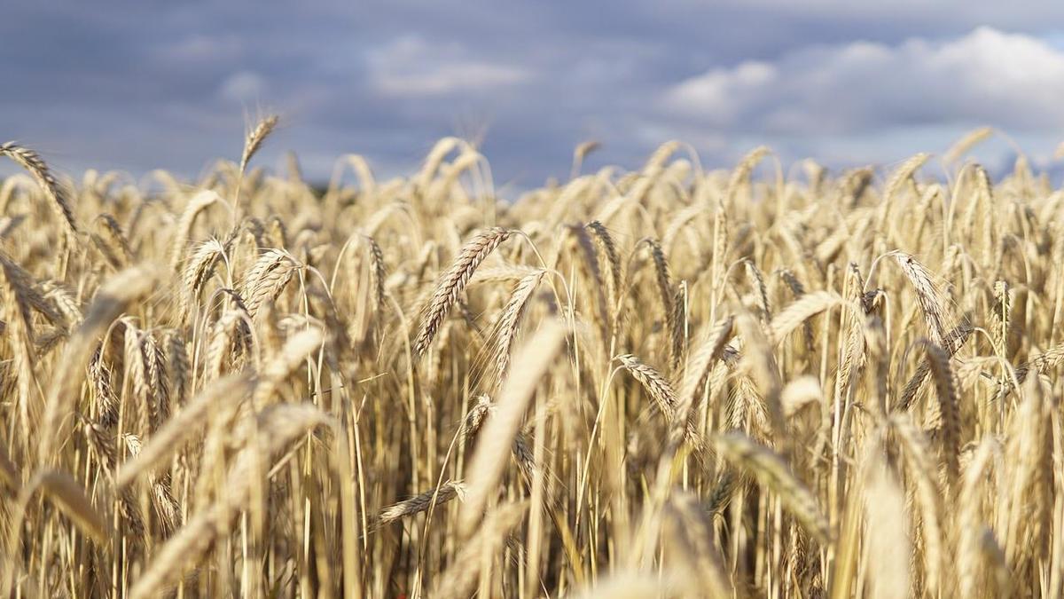 Ақмола облысының әкімдігі: элеваторларда және астық сақтау орындарында орын тапшылығы жоқ.